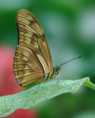 Female Julia Heliconian (Dryas iulia) butterfly