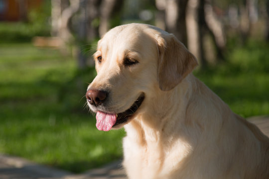 Close-up Portrait of Sweet beige golden retriever dog is sitting on path in the summer park. Image of Cute golden girl is having relax on the grass background