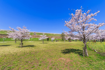 桜咲く狭山公園