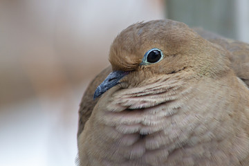 Portrait of a Zenaida macroura Columbidae
