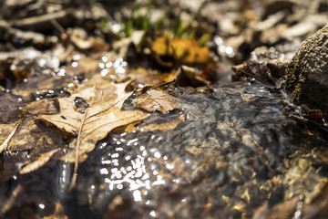 Nature river, leaf, small, macro