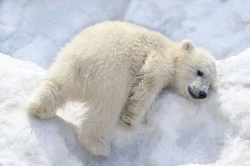 Белый медвежонок играет на снегу.