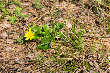 Yellow buttercups on the meadow
