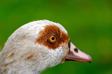 Nilgans