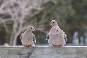 couple of  Zenaida macroura Bird