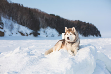 Gorgeous husky dog is lying on the ice floe and looking afar. Portrait of Siberian husky on the snow on the frozen Okhotsk sea and forest background on Sakhalin Island.
