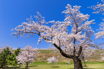 桜咲く狭山公園