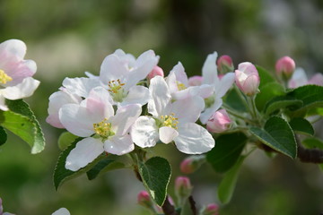 Fototapeta na wymiar Apfelblüte im Sonnenlicht