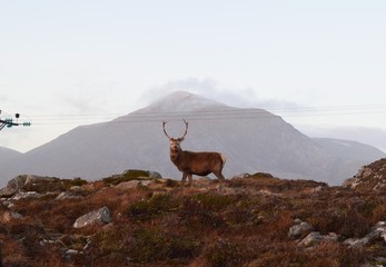 Stag
