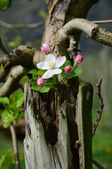 Einzelne Apfelblüte wächst aus altem Baumstamm