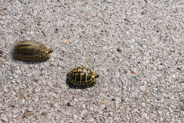 One of two bright land turtle running very fast on asphalt road.Concept