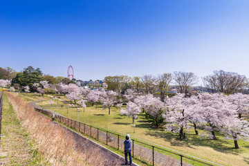 Fototapeta na wymiar 桜咲く狭山公園