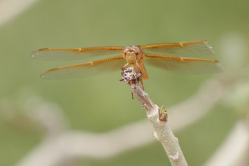 Golden Dragonfly 