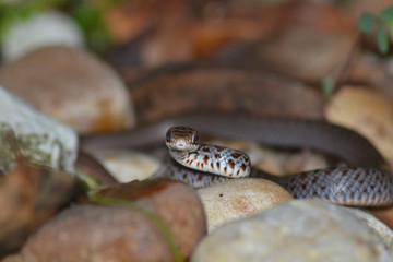 Baby Black Racer Snake