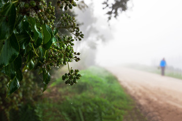 Umbrian countryside with fog 3