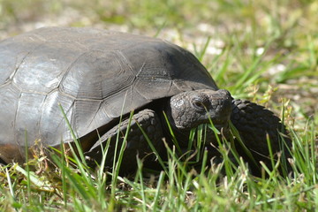 Florida Gopher Turtle