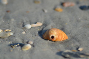 Orange Sea Shell