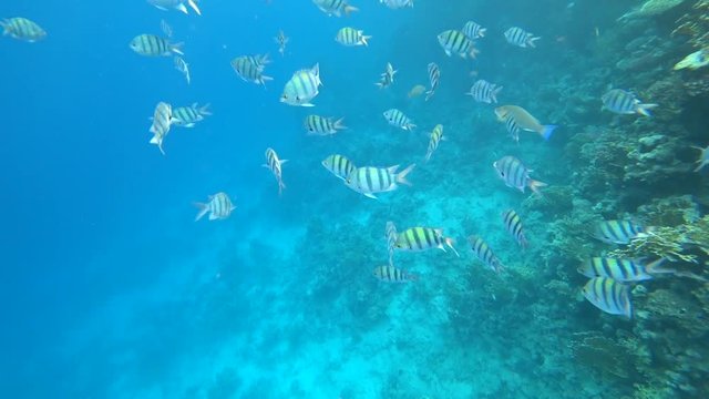 school of Indo-Pacific sergeant swims over coral reef, Red sea, Egypt