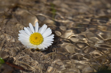 Fototapeta na wymiar Common daisy flower swimming in clear water with waves