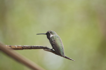 Small Anna's hummingbird perched on a branch with a blurred background.