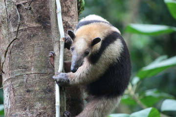 Fototapeta premium Anteater Climbing Tree in Costa Rica