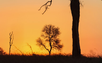 Dramatic skyline at sunset in a South African game reserve on safari