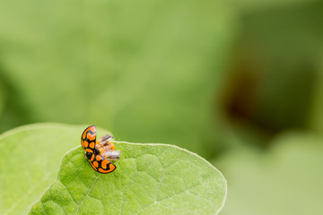  Close up  Orange Ladybug drying it's wings on a green leaf, Predator insect species for permaculture organic farming	