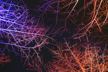 Illuminated tree at night