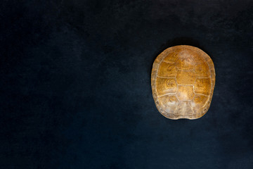 turtle shell lie on black background. Top view