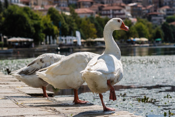White swans against the background of the city of Kastoria and Orestias lake. Greece