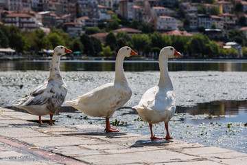 White swans against the background of the city of Kastoria and Orestias lake. Greece