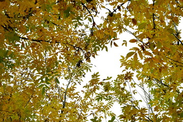 Cultivo de nogales, en otoño, con hojas amarillentas y suelo llenos de hojas caidas. 