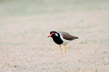 Red-wattle lapwing , bird 