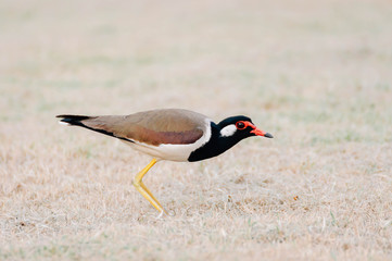Red-wattle lapwing , bird 