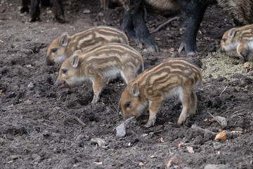Frischlinge - Schwarzwild