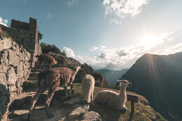 Llamas at Machu Picchu, Peru, top travel destination. - obrazy, fototapety, plakaty