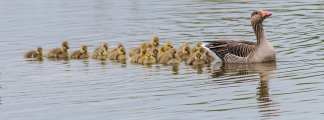 Geese and Goslings in Spring © Goldilock Project