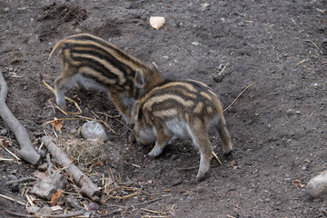 Frischlinge - Schwarzwild