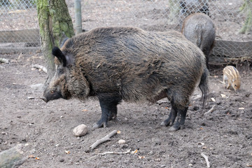 Wildschwein -Sus scrofa