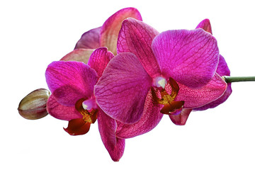 Obraz premium Beautiful branch of pink orchids isolated on a white background