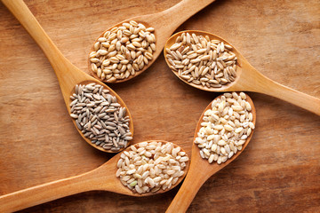 Grains and cereals in wooden spoons. Oats, wheat, rye, secale, barley, integral rice.