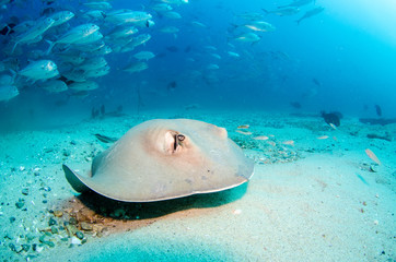 Obraz premium Diamond stingray (Dasyatis brevis), feeding in the sand of the reefs of the Sea of Cortez, Pacific ocean. Cabo Pulmo National Park, Baja California Sur, Mexico. Cousteau named it The world's aquarium.
