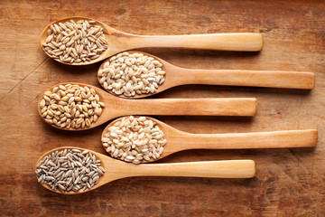 Grains and cereals in wooden spoons. Oats, wheat, rye, secale, barley, integral rice.