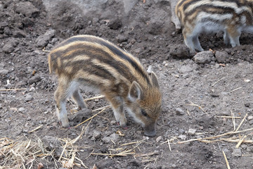 Frischling - Sus scrofa