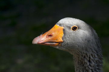 The greylag goose (Anser anser)