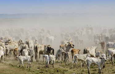 Herd of cows in  Los Llanos