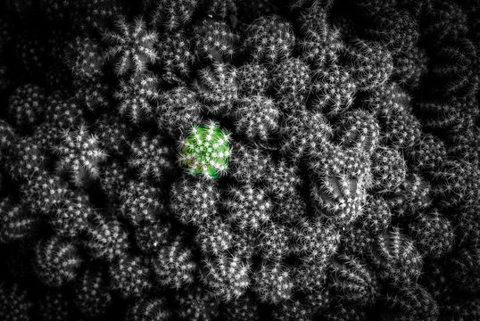 different succulent plant - black and white image with color splash