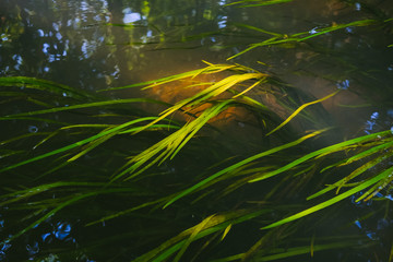 Green algae in the water surface with sunlight shining through the trees down on the water reflects.