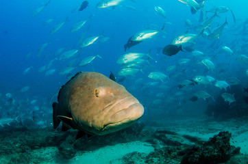 Obraz premium Big Gulf grouper (Mycteroperca jordani), resting in the reefs of the Sea of Cortez, Pacific ocean. Cabo Pulmo National Park, Baja California Sur, Mexico.