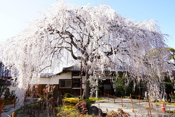 Obraz premium 京都本満寺の枝垂れ桜